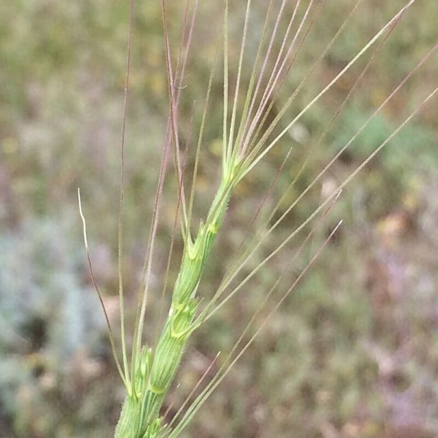 Aegilops triuncialis — flower