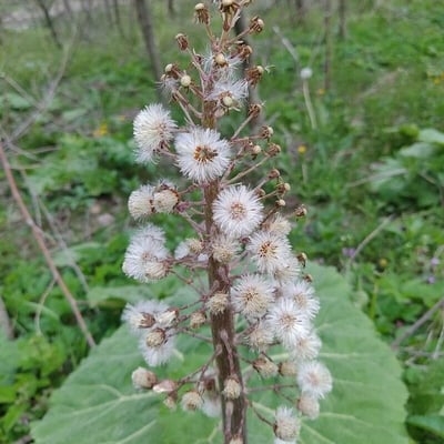 Petasites hybridus — flower