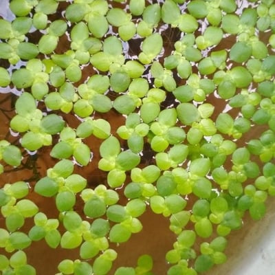 Lemna gibba — leaf