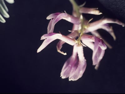 Ground-plum