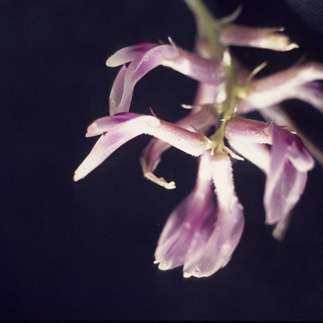 Ground-plum