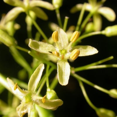 Ptelea trifoliata — flower