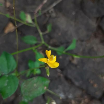 Vigna radiata — flower