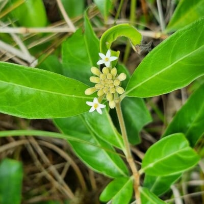 Morinda royoc — flower