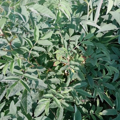 Rosa acicularis — leaf