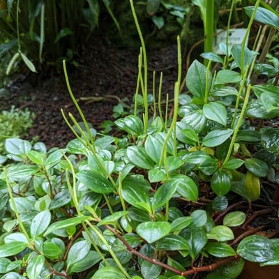 Peperomia glabella — flower