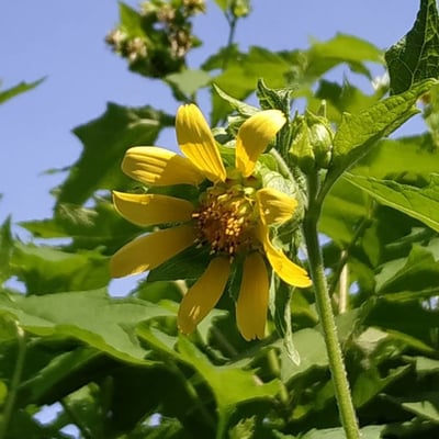 Smallanthus uvedalia — flower