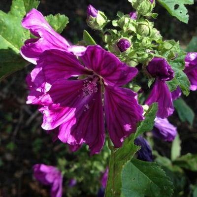 Malva arborea — flower