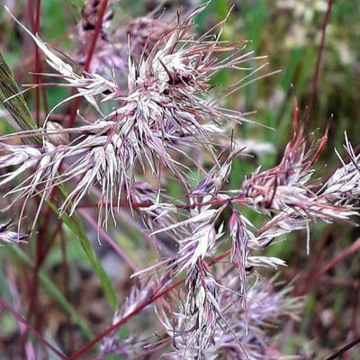 Poa bulbosa — flower