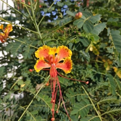 Caesalpinia pulcherrima — flower
