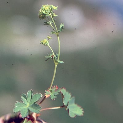 Alchemilla acutiloba — flower