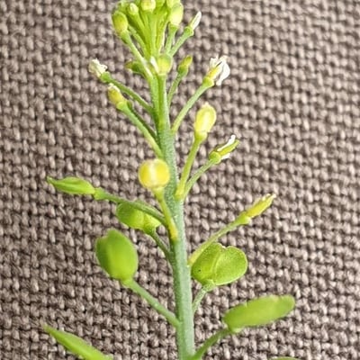 Lepidium ruderale — flower