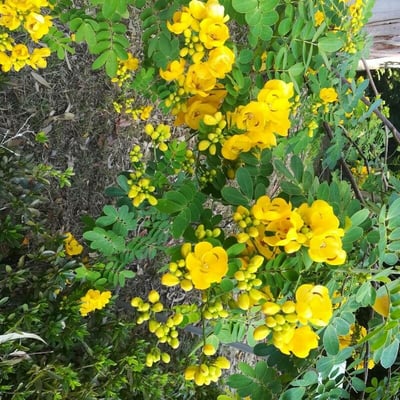 Senna pendula — flower