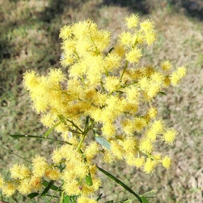 Acacia suaveolens — flower