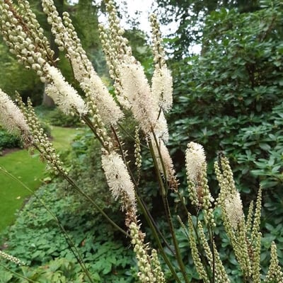 Actaea dahurica — flower