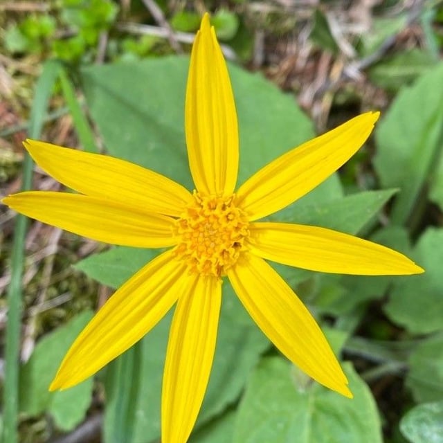 Arnica cordifolia — flower