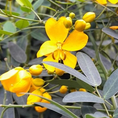 Senna pendula — flower