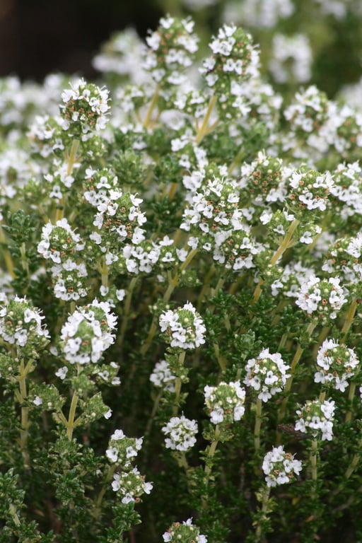 Thymus capitellatus