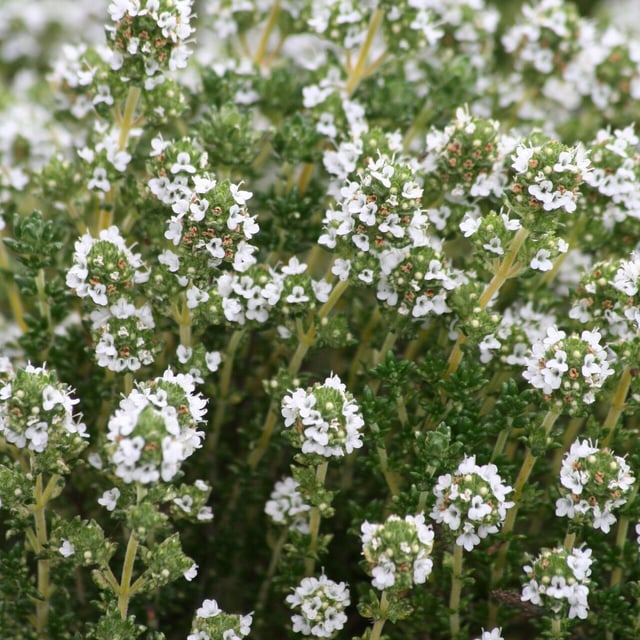 Thymus capitellatus