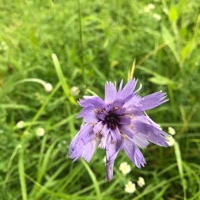 Catananche caerulea — flower