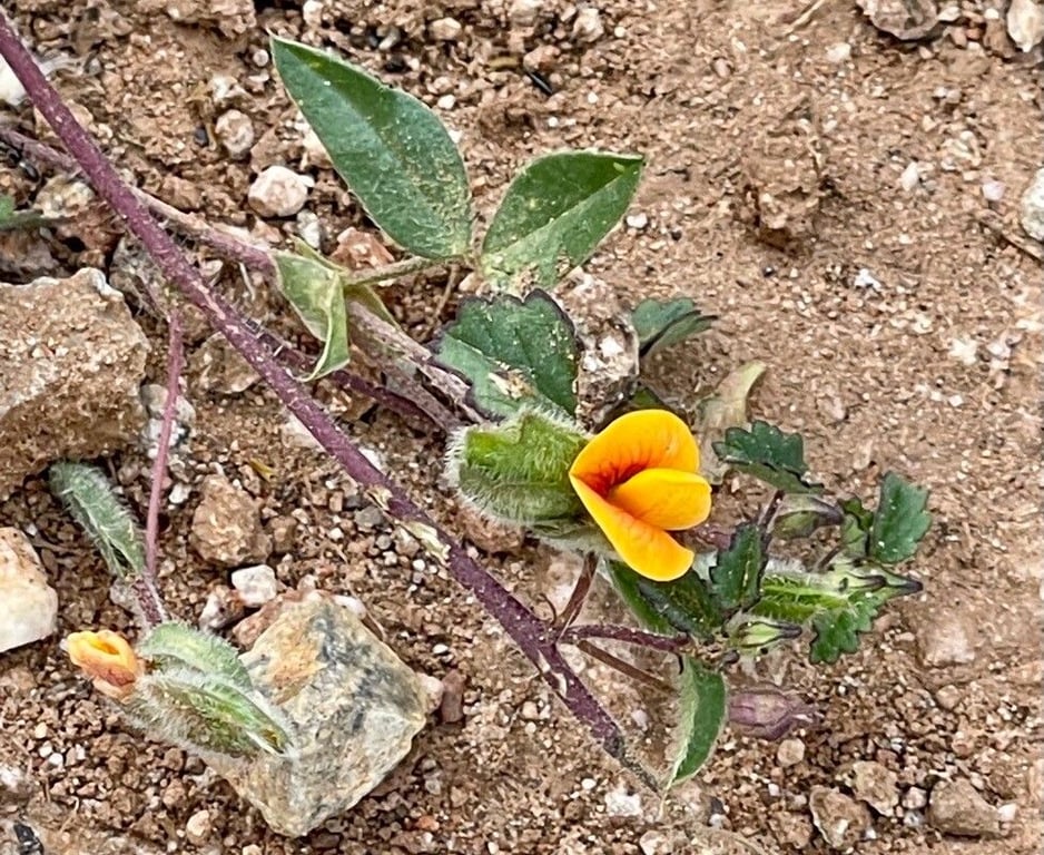 Neto hoja zarzabacoa de dos hojas