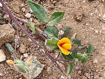 Neto hoja zarzabacoa de dos hojas