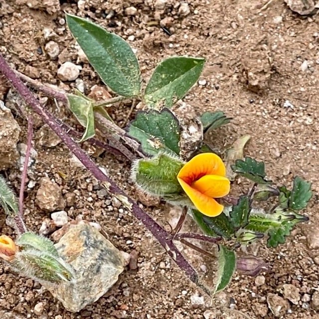 Neto hoja zarzabacoa de dos hojas