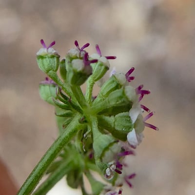 Seseli montanum — flower