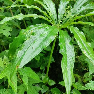 Arisaema consanguineum — leaf