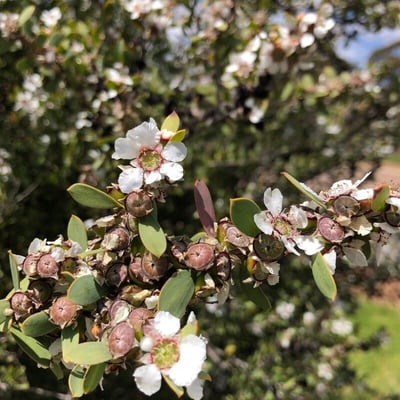 Leptospermum laevigatum — flower