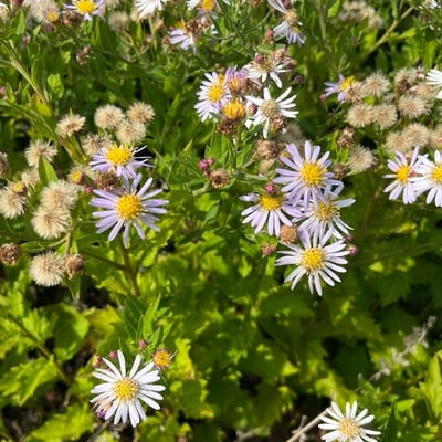 Aster ageratoides — flower