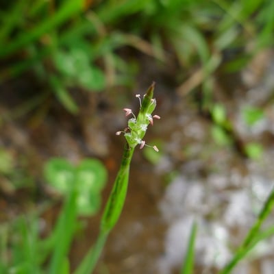 Glyceria declinata — flower