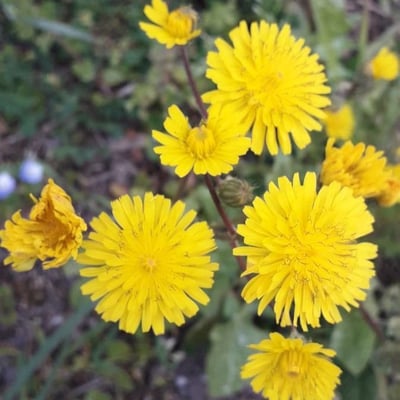 Crepis sancta — flower
