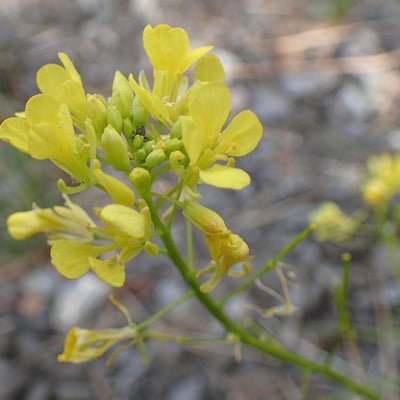 Barbarea verna — flower