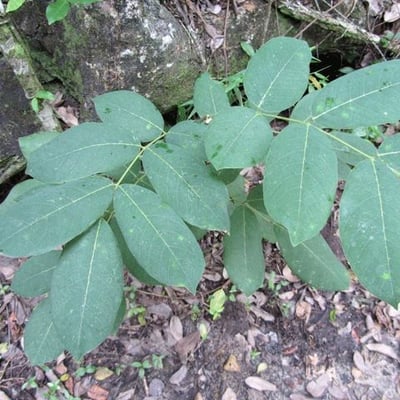 Piscidia piscipula — leaf