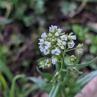Lepidium campestre — flower