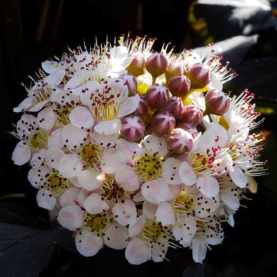 Physocarpus opulifolius — flower