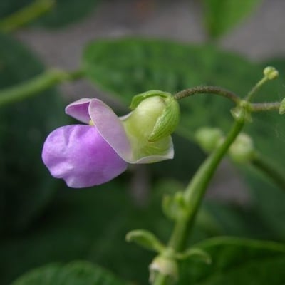 Phaseolus lunatus — flower