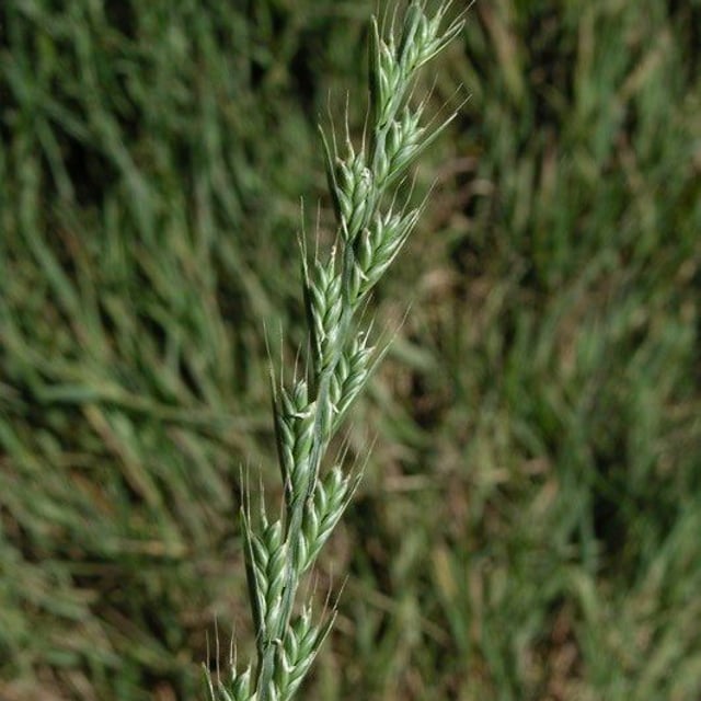 Lolium temulentum — flower