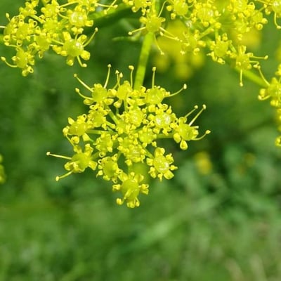 Prangos ferulacea — flower