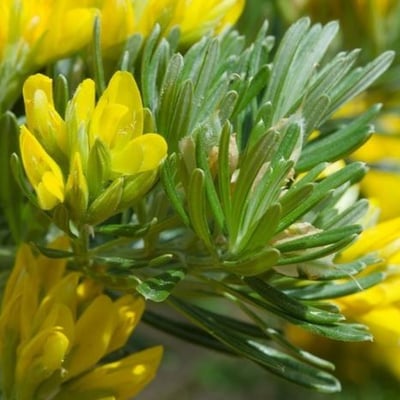 Genista linifolia — flower