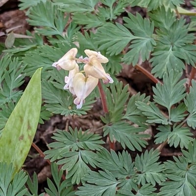 Dicentra canadensis — flower
