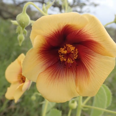 Abutilon hirtum — flower