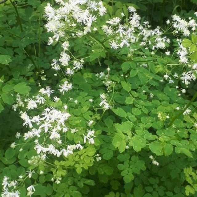 Thalictrum pubescens — flower