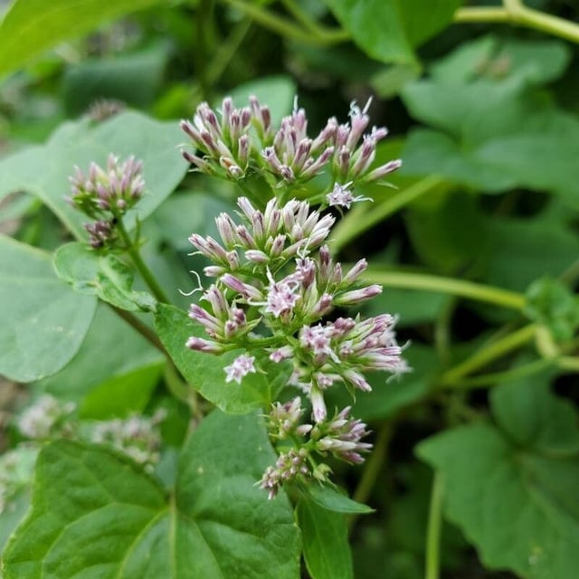 Mikania scandens — flower