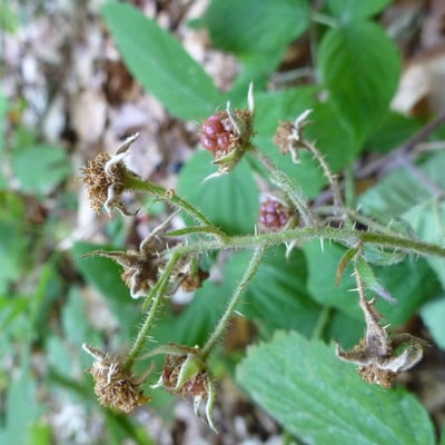 Rubus pedemontanus — flower