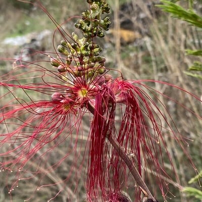 Calliandra houstoniana — flower