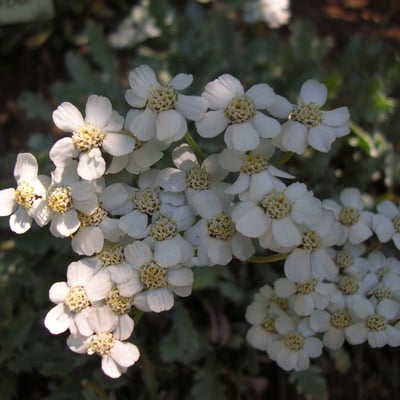 Achillea clavennae — flower