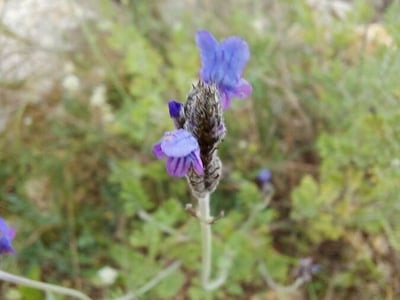 Fern-leaf lavender