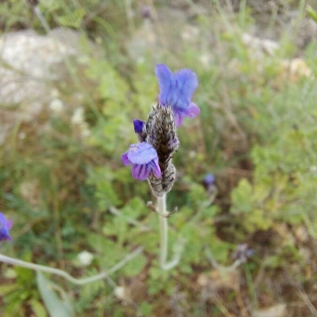 Fern-leaf lavender